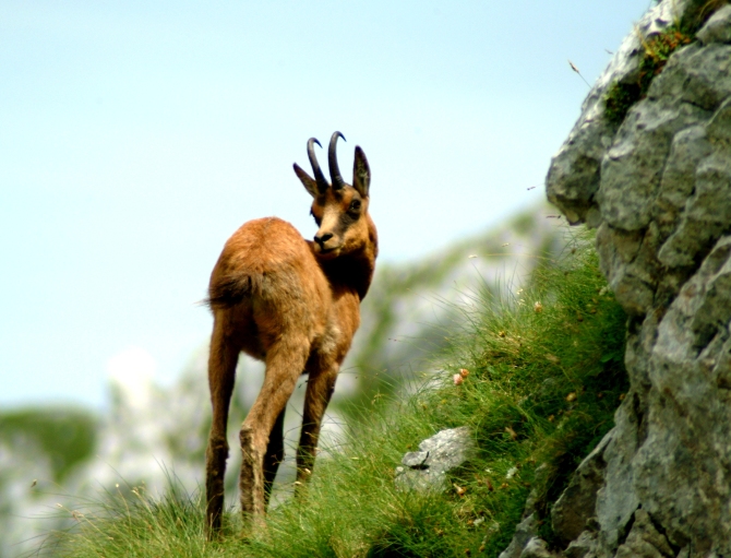 Camoscio d''Abruzzo Rupicapra pyrenaica ornata